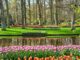 Amsterdam tulipani Keukenhof giardino